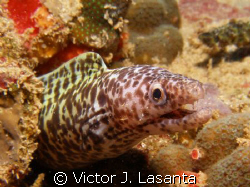 baby spotted eel at breakdown reef in parguera area!!!!! by Victor J. Lasanta 
